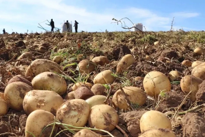 Aksaray’da Patates Fiyatları Geriledi: Tarlada 10 Liraya Düştü